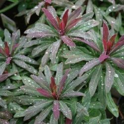 B039-wilczomlecz-migdalolistny-purpurea-6