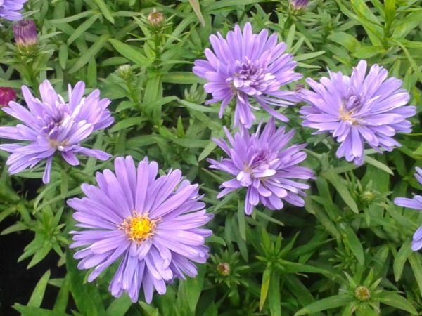 B041-aster-krzaczasty-3