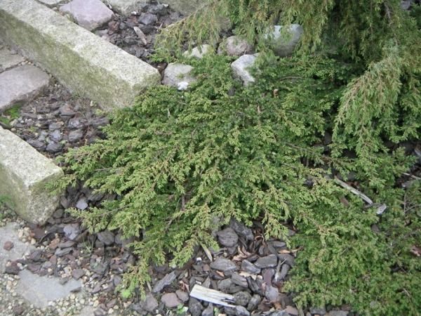 Jałowiec pospolity GREEN CARPET - sadzonki w doniczkach