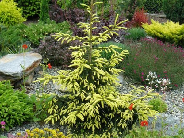 I032-swierk-kaukaski-aureospicata-1