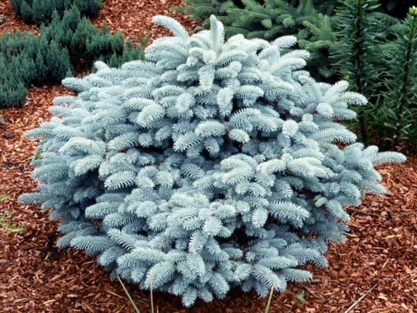 I034-swierk-klujacy-glauca-globosa-na-pniu-3