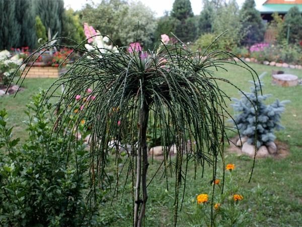 I051-zywotnik-olbrzymi-whipcord-5