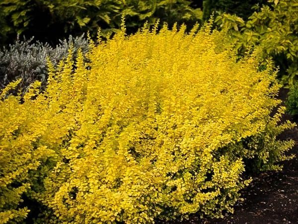 berberys thunberga aurea nana
