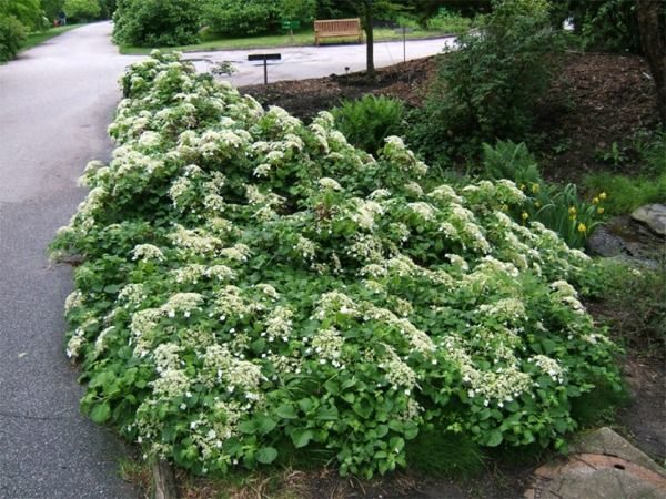 Hortensja pnąca - sadzonki
