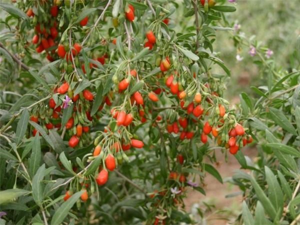 jagody goji
