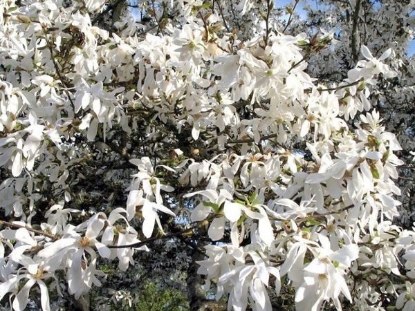magnolia japońska