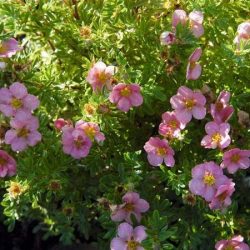 pięciornik krzewiasty pink queen
