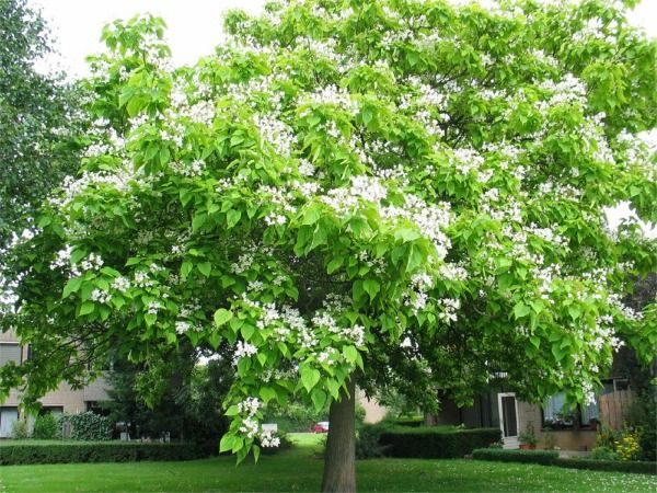 surmia bignoniowa