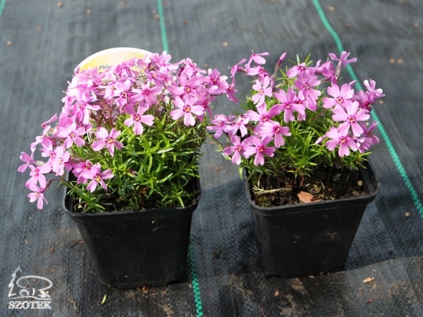 B009P09-floks-szydlasty-purple-beauty Floks szydlasty PURPLE BEAUTY - sadzonki P9