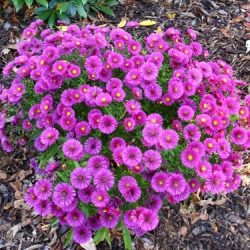 Aster krzaczasty