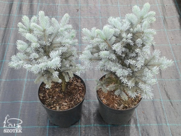 swierk-klujacy-glauca-globosa-sadzonki-c5 Świerk kłujący GLAUCA GLOBOSA - sadzonki C5