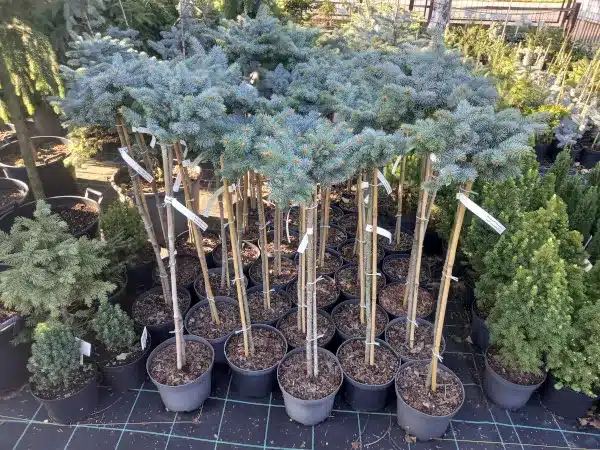 I036-swierk-klujacy-glauca-globosa-na-pniu-c4 Świerk kłujący GLAUCA GLOBOSA na pniu PA 70+