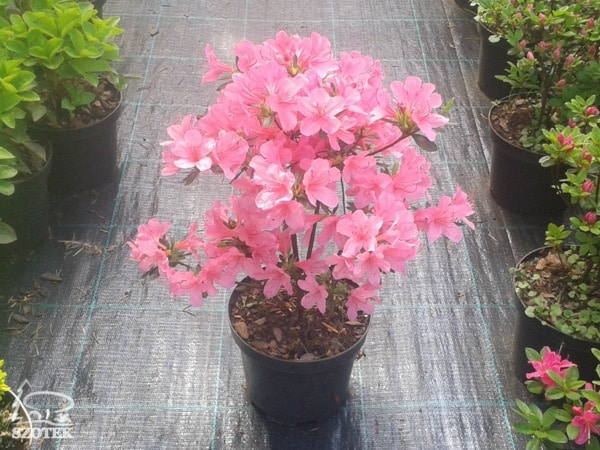 azalia-japonska-sadzonki-c2 Azalia japońska - sadzonki C2