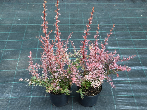 L020C20-berberys-thunberga-rose-glow Berberys thunberga ROSE GLOW - sadzonki C2