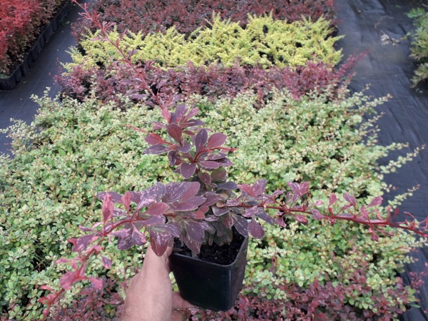 L020P09-berberys-thunberga-rose-glow-sadzonki Berberys thunberga ROSE GLOW - sadzonki P9