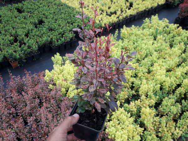 Berberys thunberga ROSY ROCKET - sadzonki P9