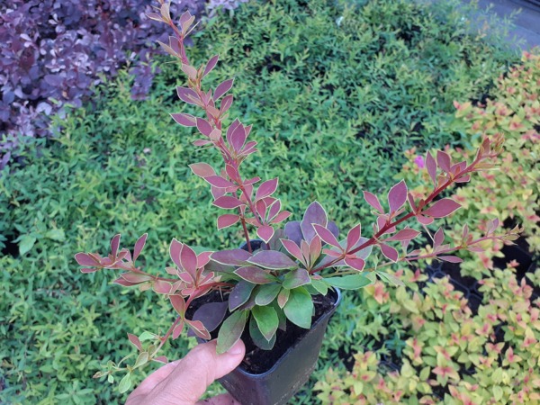 berberys-thunberga-coronita-sadzonki-p9