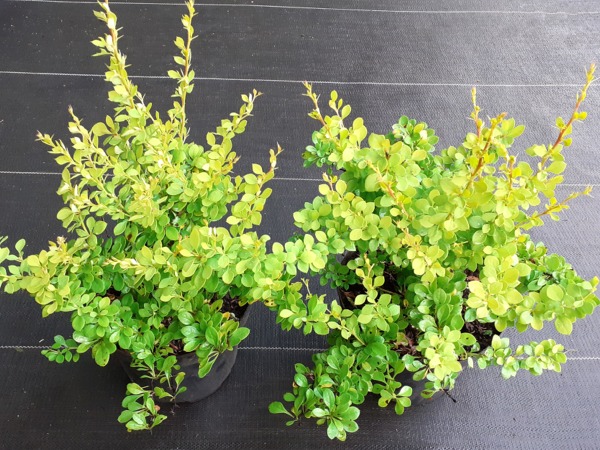 Berberys thunberga SUNSATION - sadzonki w doniczkach C2