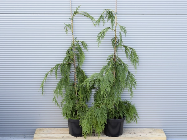 cyprysik-nutkajski-pendula-c3 Cyprysik nutkajski PENDULA - sadzonki w doniczkach C2