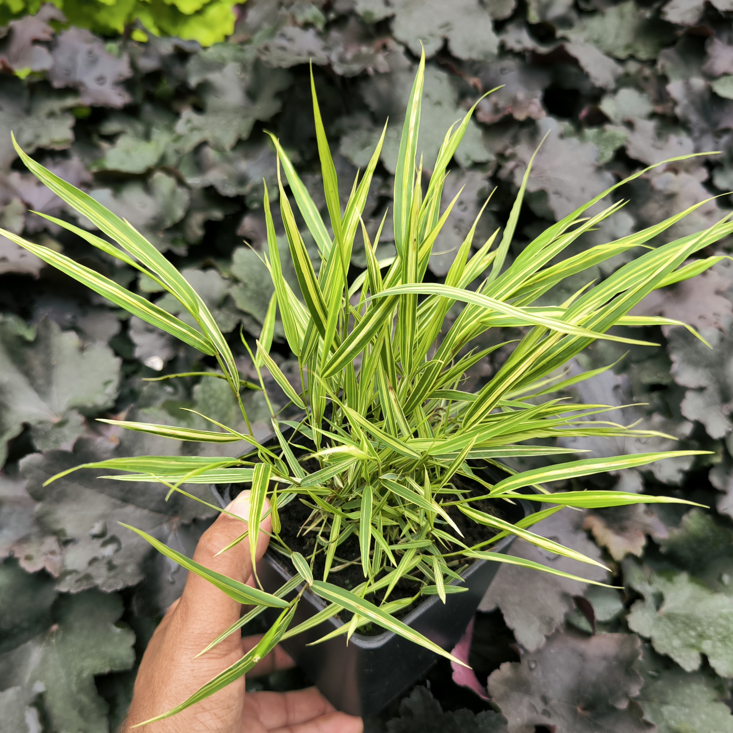 Hakonechloa smukła ALBO-STRIATA - sadzonki w doniczkach P11