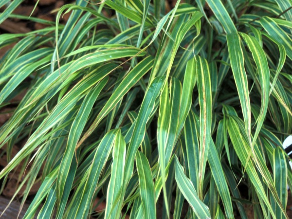 hakonechloa-albo-striata-sadzonki-5-cc Hakonechloa smukła ALBO-STRIATA - sadzonki w doniczkach
