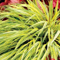 Hakonechloa smukła AUREOLA - sadzonki w doniczkach