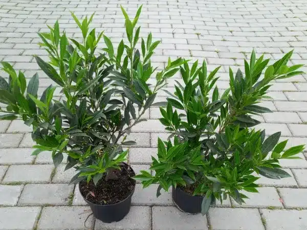 Laurowiśnia wschodnia OTTO LUYKEN - Sadzonki w doniczkach C3