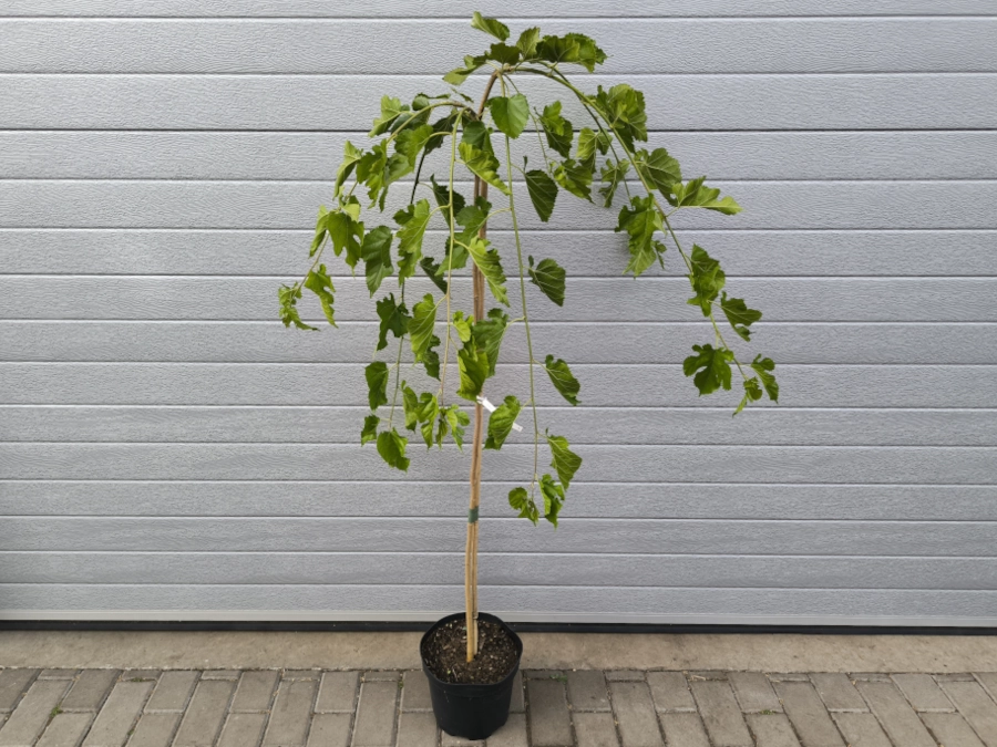 Morwa biała PENDULA - sadzonki w doniczkach C5