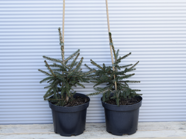 swierk-kaukaski-aureospicata-c3 Świerk kaukaski AUREOSPICATA - sadzonki w doniczkach C3