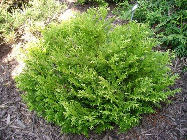 Żywotnikowiec japoński VARIEGATA - sadzonki