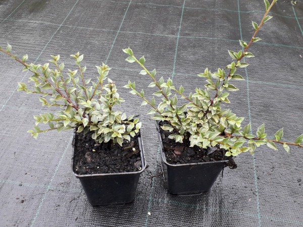 Irga purpurowa VARIEGATUS - sadzonki P9