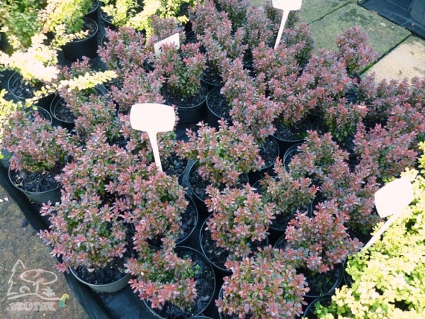 Berberys thunberga BAGATELLE - sadzonki C2