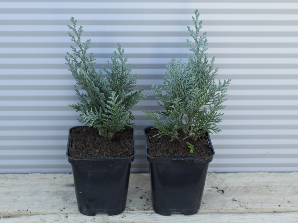 Cyprysik Lawsona COLUMNARIS - sadzonki w doniczkach P9