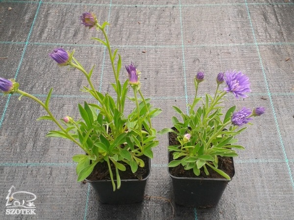 aster-alpejski-violet-sadzonki-p9 Aster alpejski VIOLET - sadzonki P9