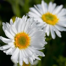 Aster alpejski WHITE - sadzonki