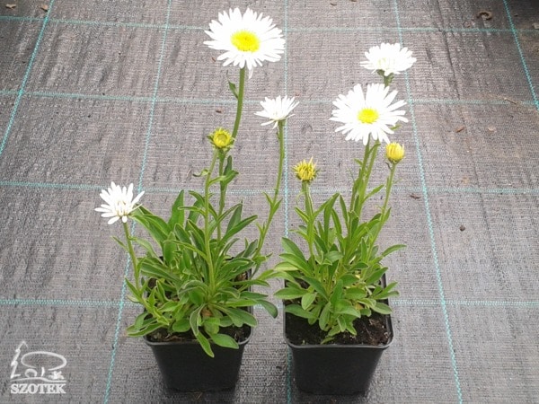 Aster alpejski WHITE - sadzonki P9