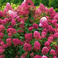 Hortensja bukietowa WIM'S REDS - sadzonki