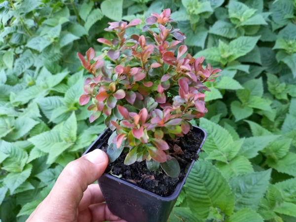 Berberys thunberga BAGATELLE - sadzonki P9