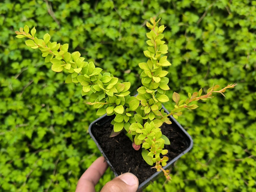 Berberys thunberga SUNSATION - sadzonki w doniczkach P9
