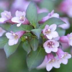 Krzewuszka cudowna FOLIIS PURPUREIS