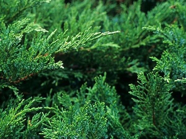 Jałowiec sabiński TAMARISCIFOLIA - sadzonki