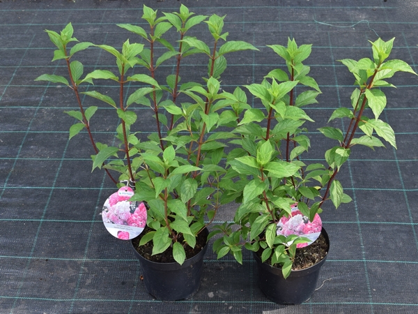 Hortensja bukietowa VANILLE FRAISE RENHY - sadzonki C3
