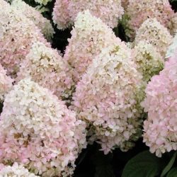 hortensja bukietowa magical sweet summer