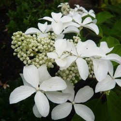 Hortensja bukietowa GREAT STAR - sadzonki