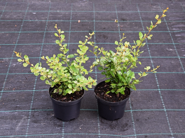 berberys-thunberga-kornik-sadzonki-c2