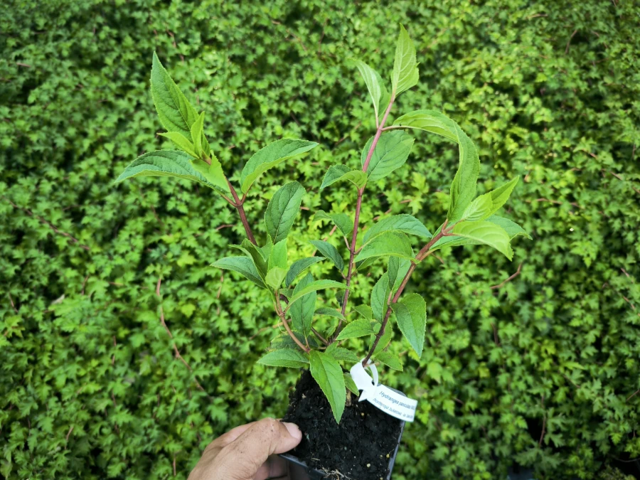 Hortensja bukietowa VANILLE FRAISE RENHY - sadzonki w doniczkach P9