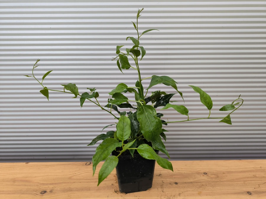 Aktinidia ostrolistna ISSAI (mini-kiwi) - sadzonki w doniczkach P11