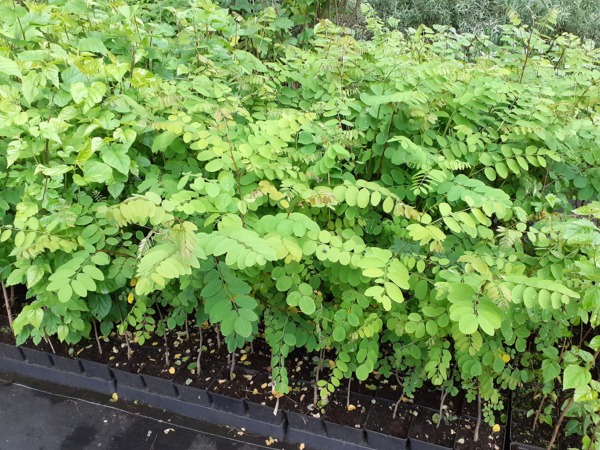 robinia-akacjowa-sadzonki-c2 Robinia akacjowa - sadzonki w doniczkach C2