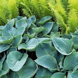 hosta funkia big daddy