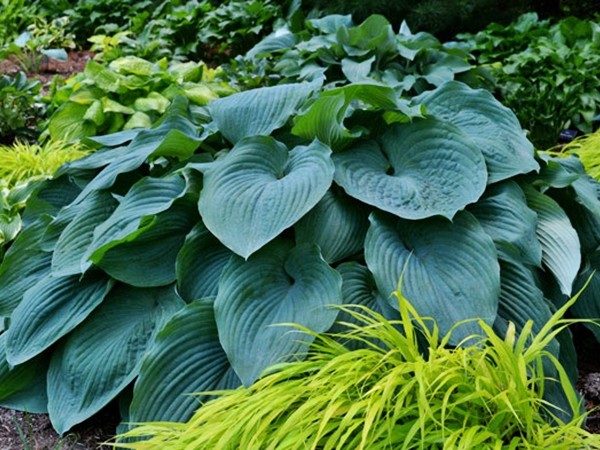 hosta funkia blue angel